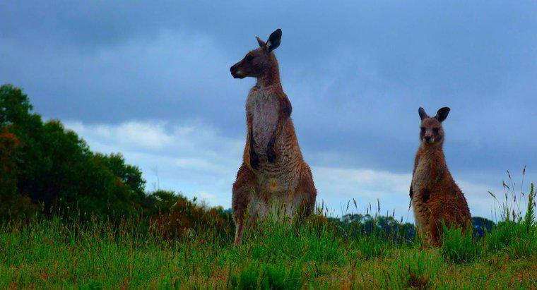 Dove vivono i canguri in Australia?