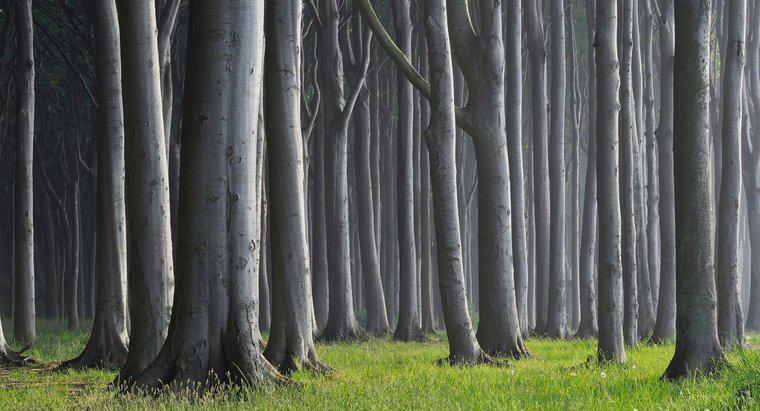 Come si chiama un gruppo di alberi?