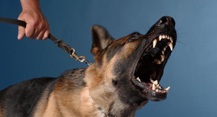 Quali sono i cani più pericolosi?