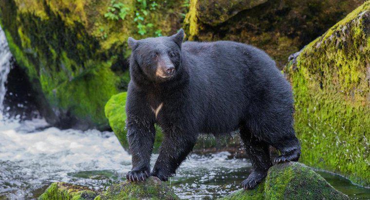 Quali sono le prede e i predatori degli orsi neri?