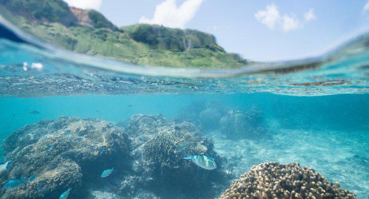 Quali sono alcuni fatti sugli ecosistemi oceanici?
