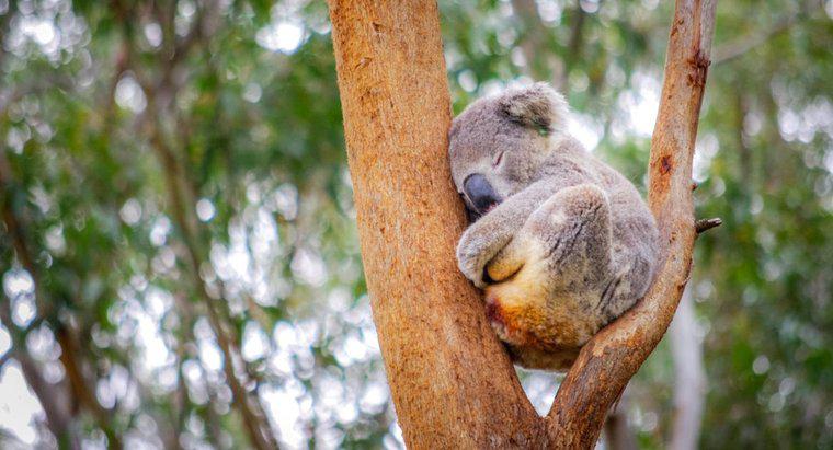 Dove dormono i Koala?