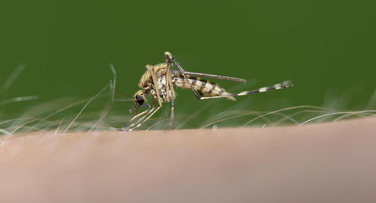 Le zanzare preferiscono davvero mordere alcune persone agli altri?
