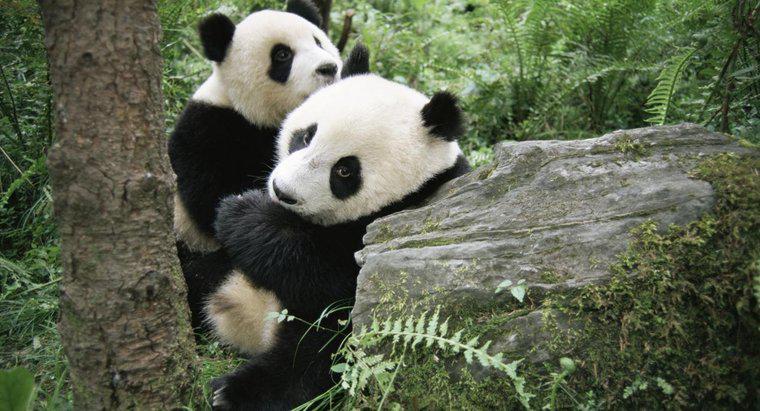 Come fanno i panda a dare alla luce?