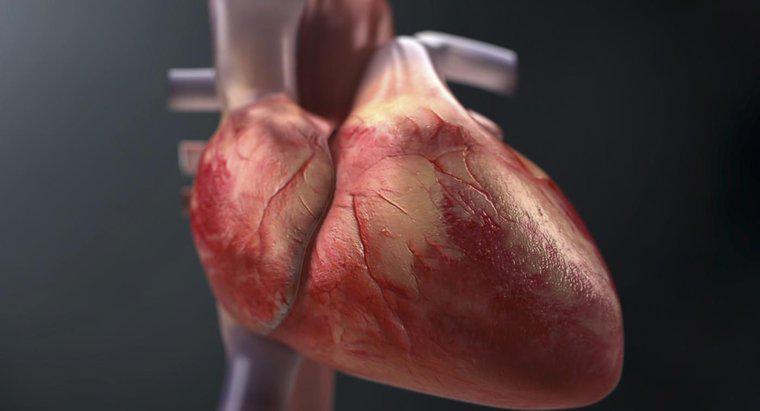 Come fai a tracciare il flusso di sangue attraverso il cuore?