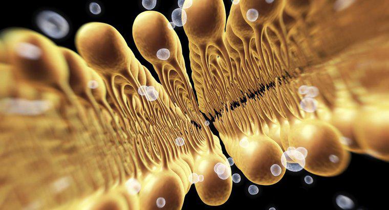 Scienza e biologia: la funzione di una membrana cellulare