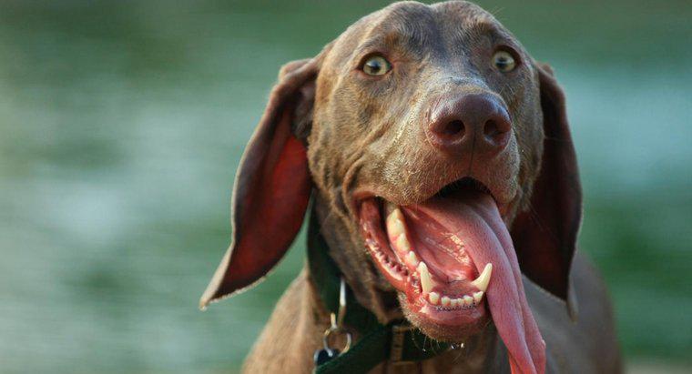 Perché un cane si toglie la lingua?