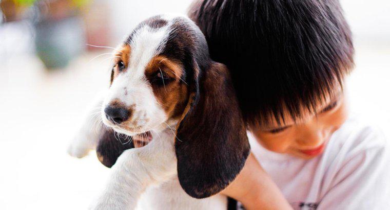 Dove puoi trovare i cuccioli di Basset Hound in vendita?