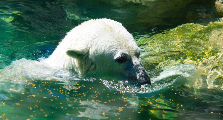 Polar Bears Live al Polo Sud?