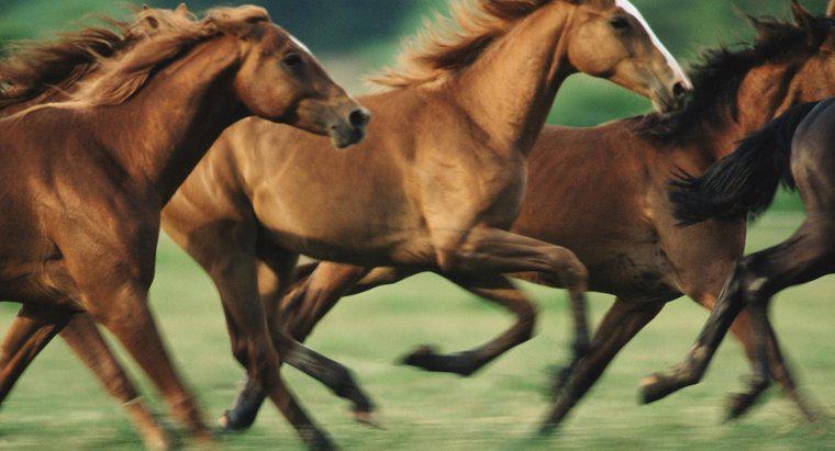Quanto velocemente possono correre i cavalli?
