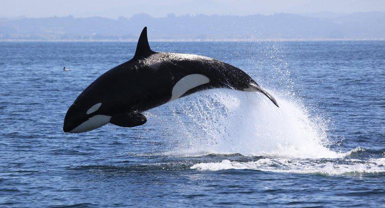 Come si proteggono le balene assassine?