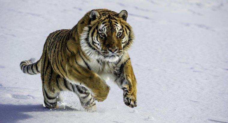 Quali sono alcuni fatti sulle tigri siberiane?