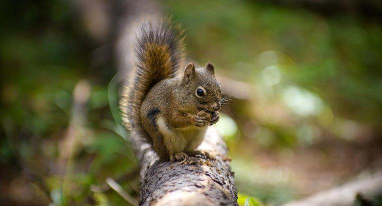 Quali sono gli odori che gli scoiattoli odiano?