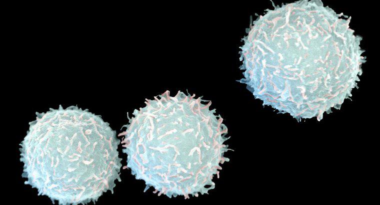 Quali sono le cause Conteggio ematico bianco basso e conteggio assoluto dei linfociti?
