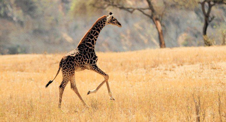 Le giraffe possono saltare?