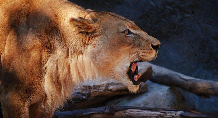 Quali sono gli adattamenti dei Lions?