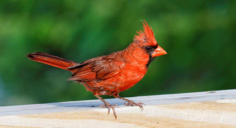 Qual è il significato spirituale dell'uccello rosso cardinale?