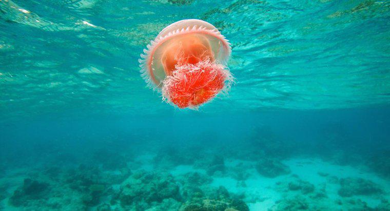 Qual è l'habitat della medusa?