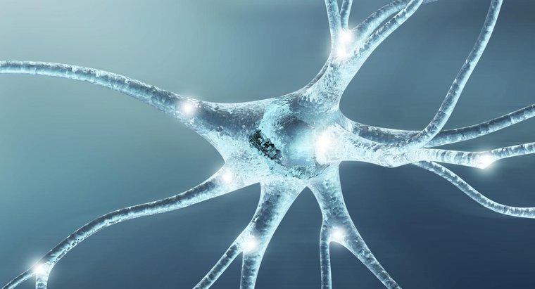 Qual è la funzione delle cellule nervose?