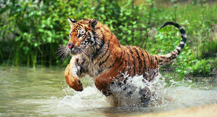 Le tigri vivono nella giungla?