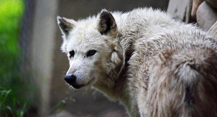 Cosa mangia un lupo grigio?