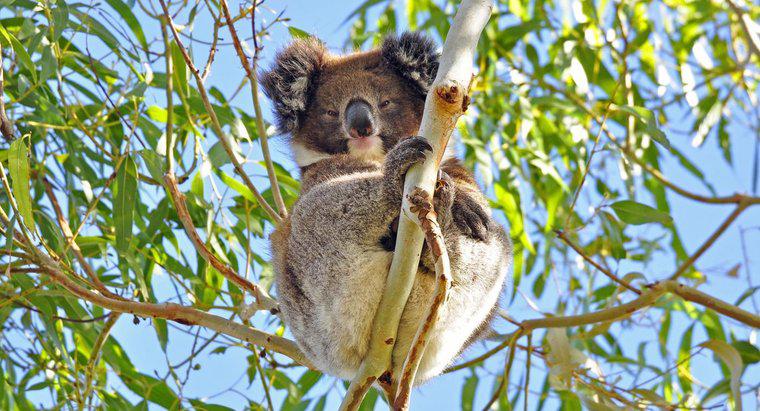 Come si proteggono i koala?