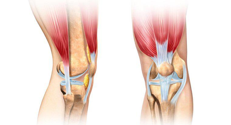 Quale muscolo piega il ginocchio?