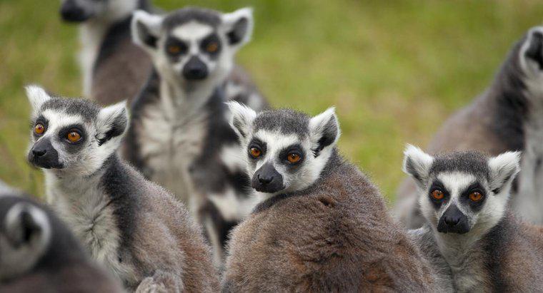 Qual è l'adattamento comportamentale dei lemuri?