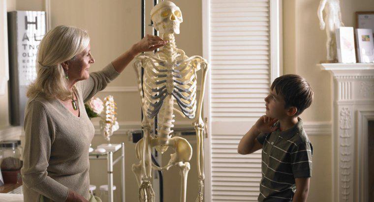 Quali sono i quattro tipi di ossa nel corpo umano?