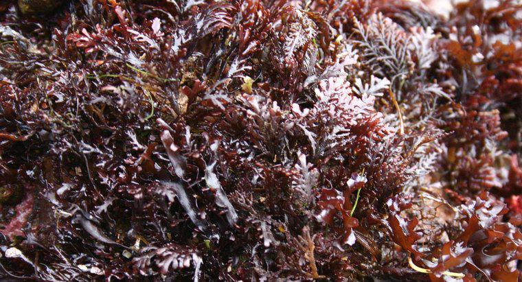 Quali sono i vantaggi di Sea Moss?