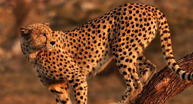 Qual è l'habitat del ghepardo?