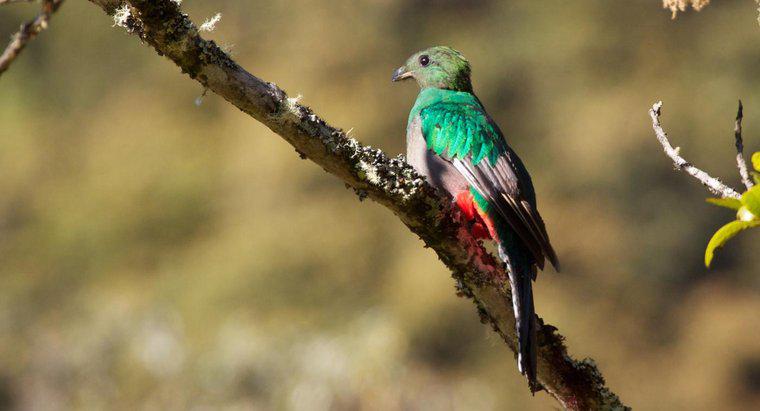Qual è l'uccello nazionale del Guatemala?