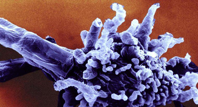 Qual è la classificazione scientifica dell'ameba?