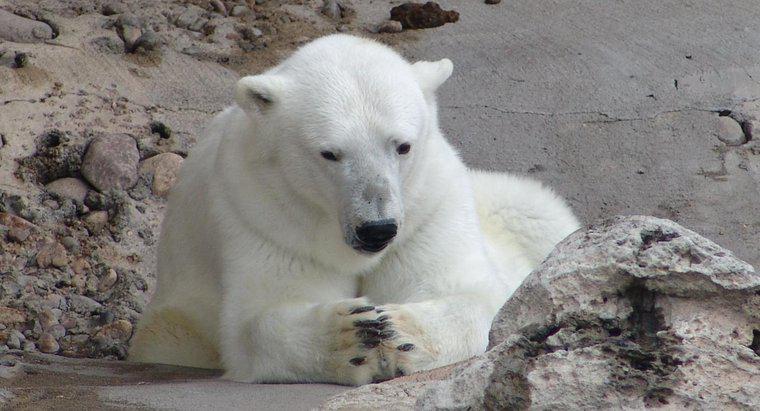 Quanti orsi polari sono rimasti nel mondo?