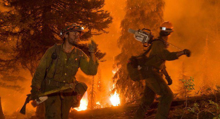 In che modo gli incendi boschivi influenzano l'ambiente?