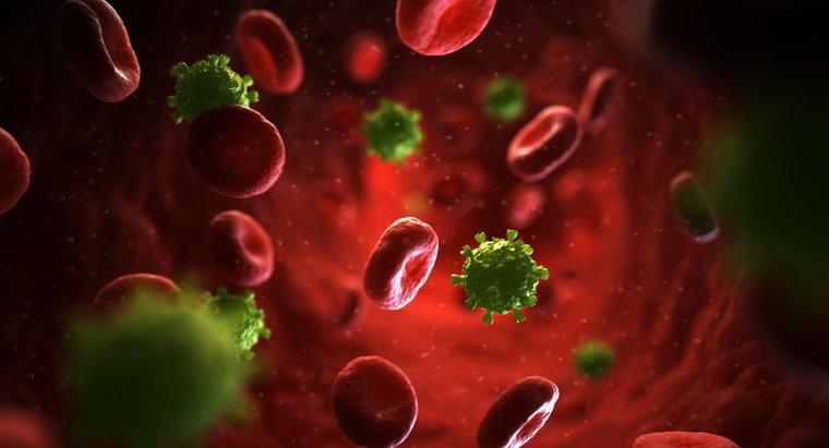 Cos'è un rash maculopapulare dell'HIV?