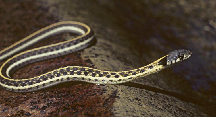 Come identificate i serpenti giarrettiera del Missouri?