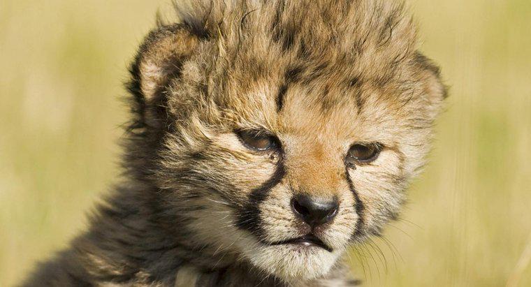 Che cosa si chiama Baby Cheetah?