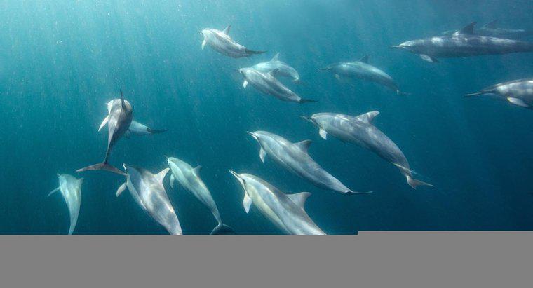 Quanto possono rimanere a lungo sott'acqua i delfini?