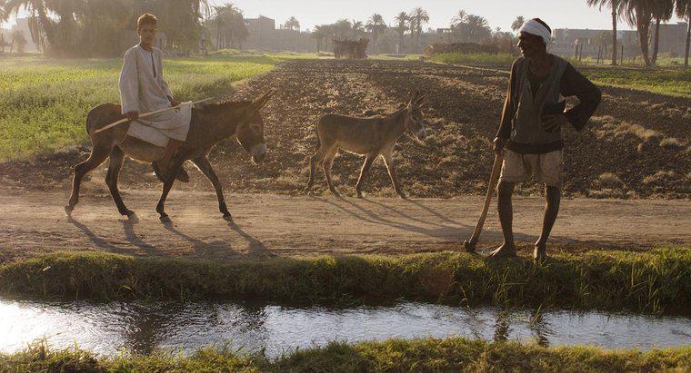 Perché la valle del Nilo era buona per l'agricoltura?