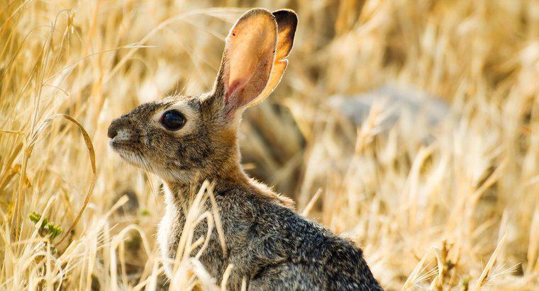 Quanto lontano può sentire l'orecchio di un coniglio?
