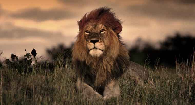 Quanto tempo vivono i leoni in natura?