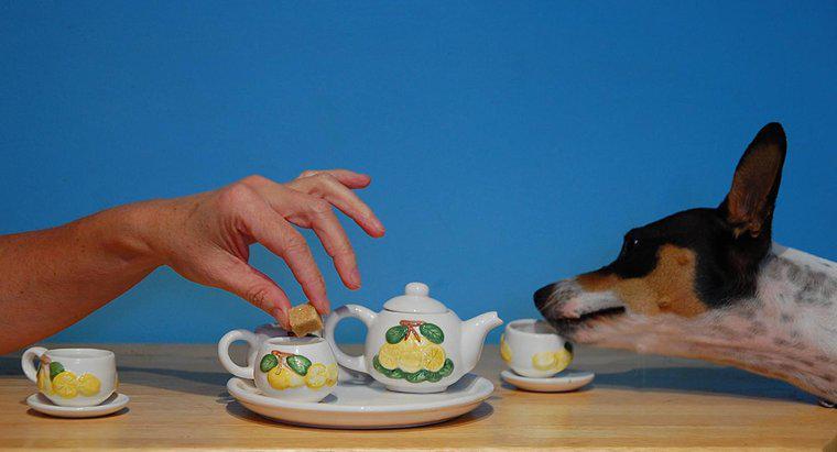 Il tè è velenoso per i cani?