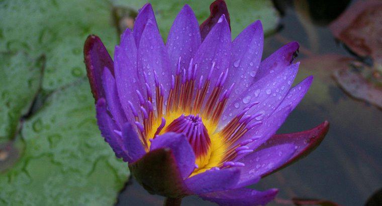 Cos'è un fiore di loto nero?