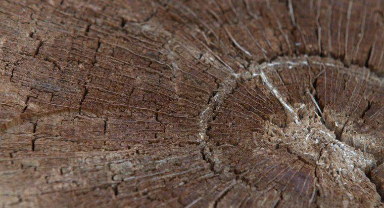 Come si formano gli anelli annuali nei gambi legnosi?