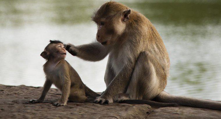 Qual è la classificazione scientifica di una scimmia?