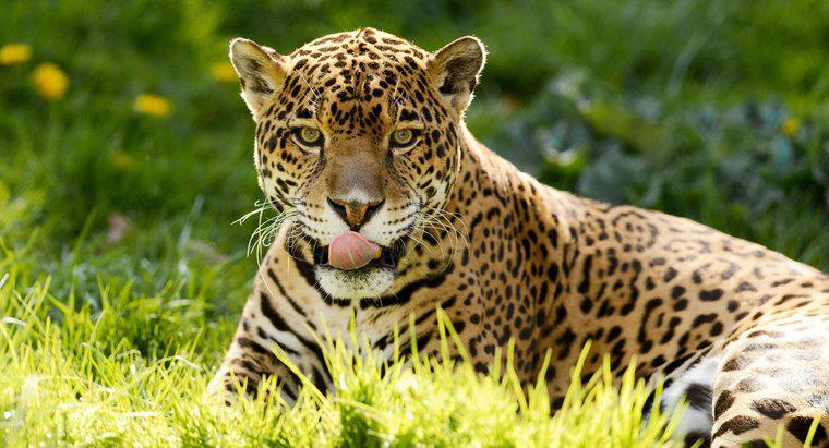 Cosa mangiano i Jaguar?