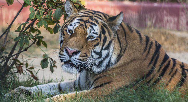 Quali sono i vantaggi e gli svantaggi delle tigri?