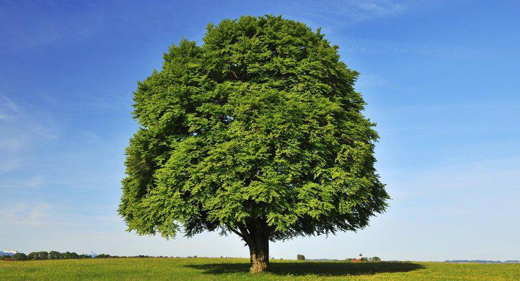Quali sono le basi dell'identificazione dell'albero di faggio?