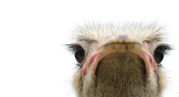 Quali occhi di uccello sono più grandi del suo cervello?